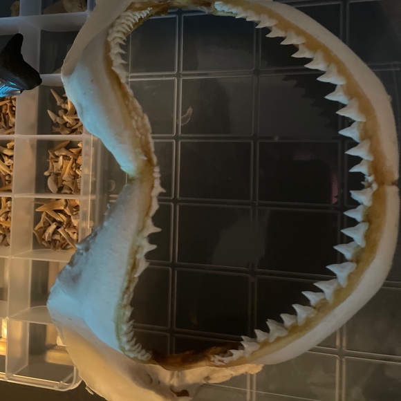 Shark naw and tooth collection - Picture 1 of 3